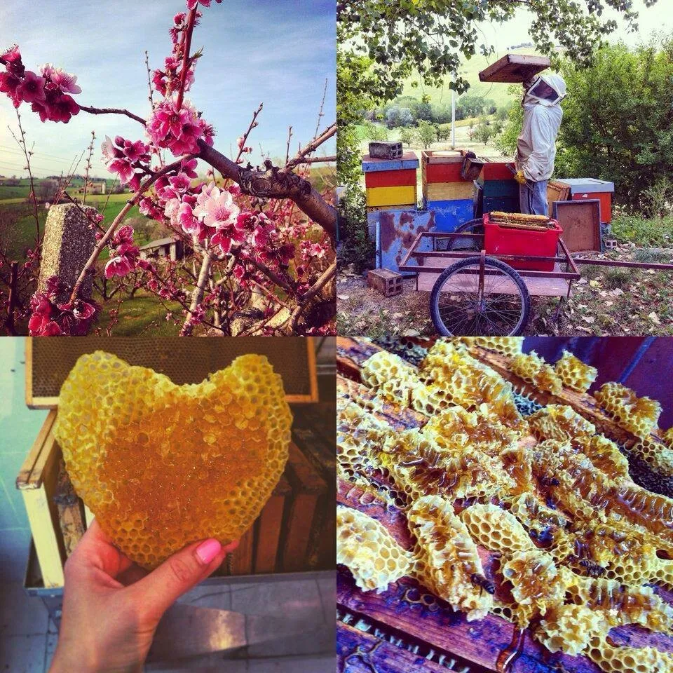 Apicoltura alla Riserva Naturale Verdemare