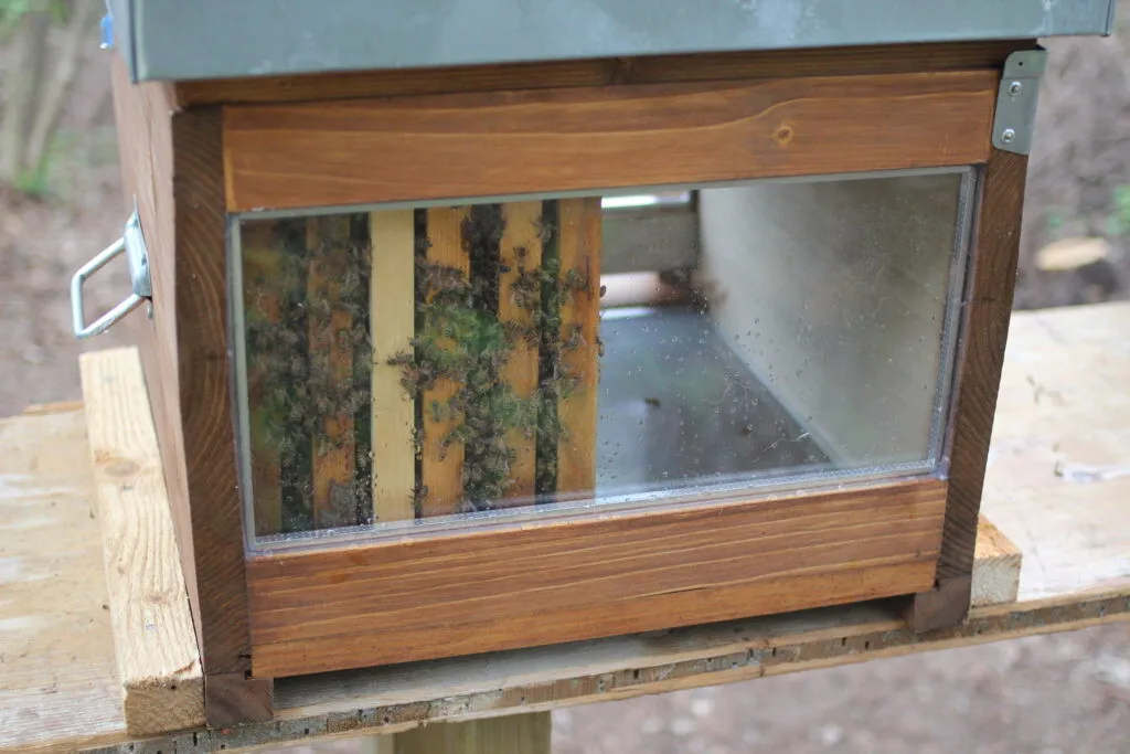 Interno dell'arnia con telai visibili