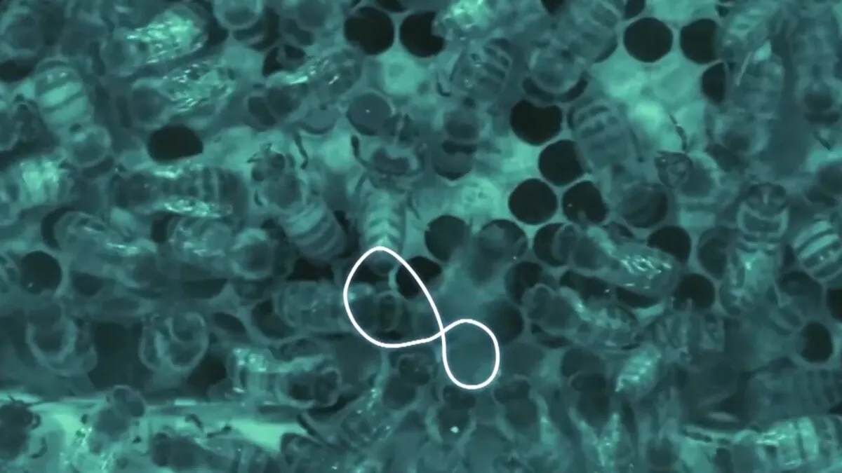 Tracciamento Waggle Dance Computer Vision